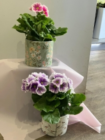mother's day plants
